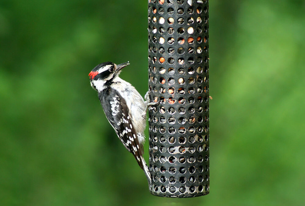 Wildlife Feed and Supplies