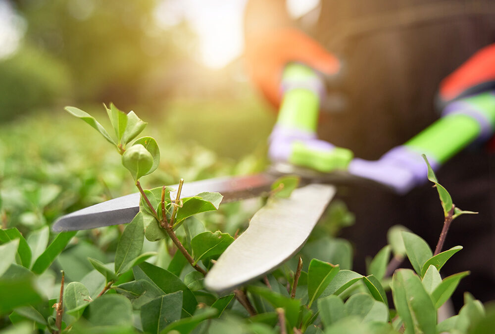 Lawn, Garden & Nursery